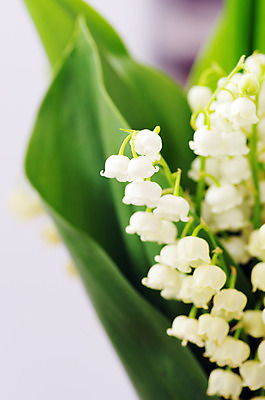 포토 JPG 해외이미지 식물 계절 공원 꽃잎 꽃 백그라운드 컨셉 잎 꽃무늬 밭 자연 사람없음 야외 초록색 여름 정원 계곡 봄 성장 벚꽃 종 흰색 신선 개화 우아함 백합 다발 순수 묘사 향기 아로마 내추럴 해외202004 해외포토 공공시설 컬러 무늬 농업 생태계 냄새 파일형식 이미지허브