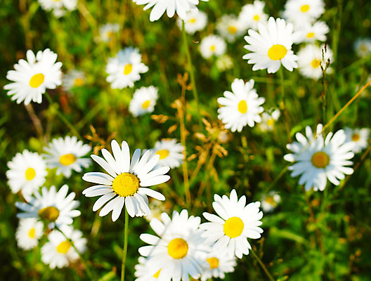 포토 JPG 해외이미지 나무 식물 계절 꽃잎 꽃 야생동물 줄기 백그라운드 잎 자연 하늘 풍경 사람없음 목재 초록색 여름 태양 노란색 어둠 봄 흰색 저녁 숲 캐모마일 해외202004 해외포토 자연요소 동물 컬러 재료 야간 허브 생태계 파일형식 이미지허브