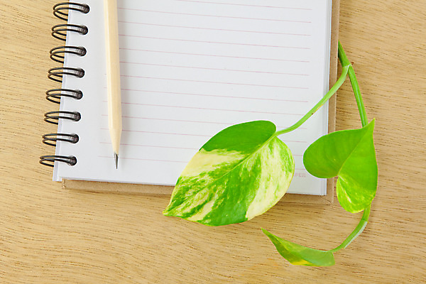 포토 JPG 해외이미지 학생 교육 꽃 종이 컨셉 잎 비즈니스 자연 아이디어 나선형 사람없음 목재 책 초록색 스터디 사무실 연필 갈색 환경 다이어리 쪽지 공책 공백 재활용 정보 덮개 흰색 반지 신용카드 메시지 보호 편지 묶기 그림 에코 문서 페이지 나무껍질 바인더 패드 조언 평야 공급 해외202004 해외포토 나무 식물 컬러 무늬 재료 장신구 모션 문구용품 학용품 금융 학습 필기구 사무용품 뚜껑 껍질 친환경 생태계 파일형식 이미지허브