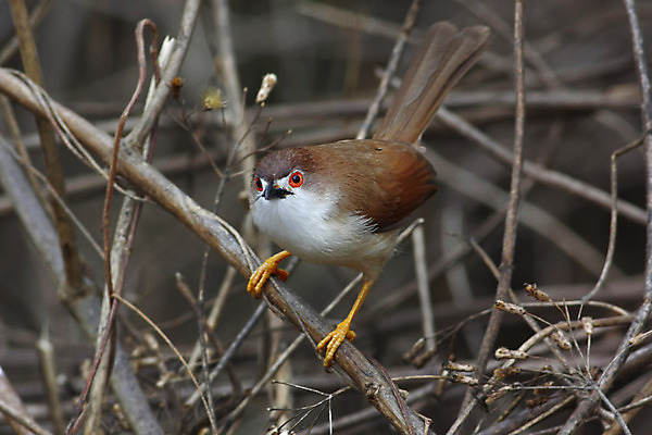 포토 JPG 해외이미지 나무 동물 여자 남자 아시아 얼굴 야생동물 백그라운드 날개 자연 조류 사람없음 야외 목재 가로 초록색 컬러풀 노란색 머리 환경 나뭇가지 막대기 닫기 숲 깃털 꼬리 부리 서식지 생태학 이국적 해외202004 해외포토 식물 교육 나라 컬러 재료 모션 사람 신체부위 생태계 파일형식 이미지허브