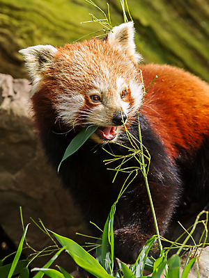 포토 JPG 해외이미지 주간 한마리 잎 사람없음 야외 아웃포커스 귀여움 먹기 레서판다 해외202004 해외포토 자연요소 식물 1 컨셉 포유류 모션 촬영기법 파일형식 이미지허브