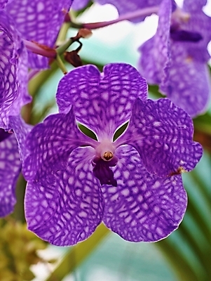 포토 JPG 해외이미지 식물 디자인 꽃 분홍색 꽃무늬 자연 사람없음 장식 초록색 스파 벚꽃 난초 우아함 아로마 해외202004 해외포토 컬러 컨셉 무늬 생태계 파일형식 이미지허브