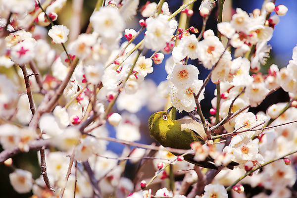 포토 JPG 해외이미지 꽃 자연 조류 풍경 사람없음 일본 봄 오사카 해외202004 해외포토 식물 동물 계절 아시아 생태계 파일형식 이미지허브