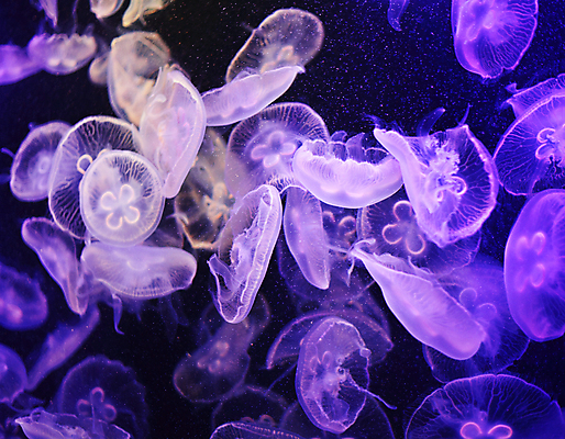 포토 JPG 해외이미지 여러마리 사람없음 보라색 바닷속 수중동물 자포동물 해파리 해외202004 해외포토 동물 컬러 다수 수중 파일형식 이미지허브