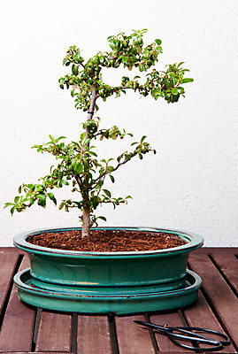 포토 JPG 해외이미지 나무 식물 전통 잎 동양인 취미 사람없음 초록색 일본 중국 흙 미니어처 성장 도자기 냄비 작음 나무껍질 분재 난쟁이 해외202004 해외포토 아시아 컬러 인종 모형 껍질 솥 크기 파일형식 이미지허브