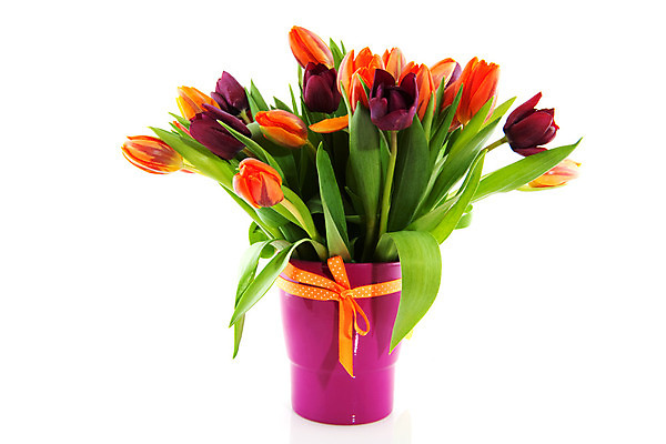 포토 JPG 해외이미지 꽃 리본 분홍색 꽃다발 백그라운드 오렌지 사람없음 빨간색 꽃병 어둠 봄 튤립 흰색 점 다발 활 매듭 고립 섞기 해외202004 해외포토 식물 계절 컬러 과일 파일형식 이미지허브