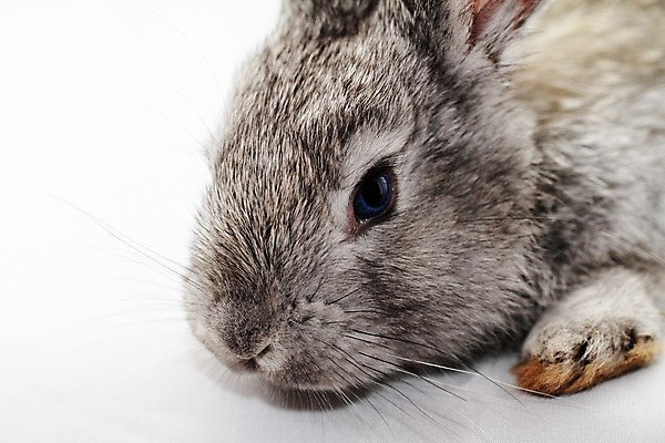 포토 JPG 해외이미지 한마리 응시 엎드리기 실내 근접촬영 사람없음 회색 토끼 흰배경 해외포토 1 시선 뷰포인트 컬러 백그라운드 포유류 모션 내부 반려동물 흰색 파일형식 이미지허브