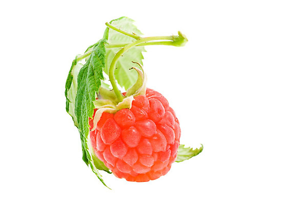 포토 JPG 해외이미지 식물 1 열매 음식 백그라운드 2 다이어트 과일 재료 자연 디저트 건강 씨앗 사람없음 빨간색 여름 사막 흰색 나뭇가지 신선 그룹 달콤 맛 숲 수집 먹기 유기농 날것 산딸기 슛 내추럴 고립 숙성 신맛 채식주의자 해외202004 해외포토 나무 웰빙 계절 컬러 컨셉 모션 생태계 채식 파일형식 이미지허브