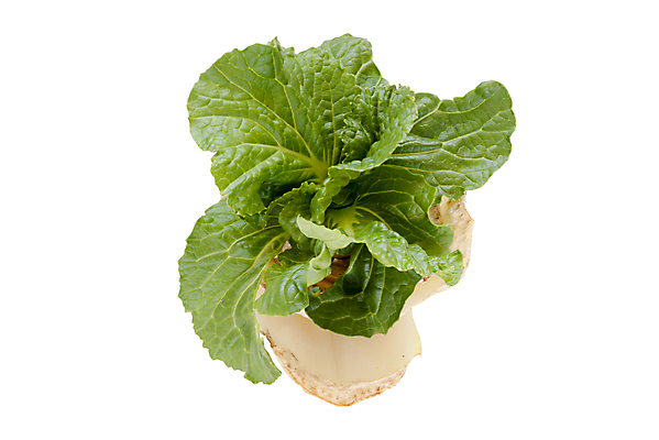 포토 JPG 해외이미지 스튜디오촬영 음식 잎 채소 자연 사람없음 초록색 신선 자르기 유기농 건강식 해외202004 해외포토 식물 웰빙 컬러 모션 실내 생태계 파일형식 이미지허브