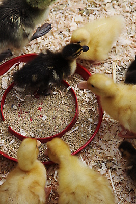 포토 JPG 해외이미지 동물 손 공원 여자 얼굴 날개 손가락 조류 오리 종류 사람 사람없음 야외 잡기 못 깃털 팔 해외202004 해외포토 공공시설 모션 신체부위 공구 파일형식 이미지허브