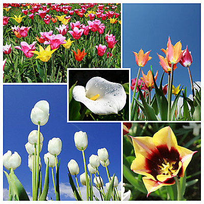 포토 JPG 해외이미지 계절 공원 꽃 밭 자연 하늘 사람없음 야외 파란색 햇빛 태양 환경 정원 튤립 벚꽃 네덜란드 펑키 모음 천국 세련 해외202004 해외포토 자연요소 식물 공공시설 유럽 컬러 농업 한글 생태계 파일형식 이미지허브