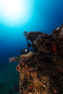 포토 JPG 해외이미지 식물 동물 모래 바다 백그라운드 자연 표면 어류 풍경 사람없음 물 파란색 컬러풀 햇빛 태양 바닷속 수중 광선 산호 아래 다이빙 장면 암초 깊이 소금물 아네모네 이국적 침몰 파라다이스 해외202004 해외포토 자연요소 꽃 컬러 수영 수중동물 자포동물 방향 생태계 위치 수중스포츠 파일형식 이미지허브