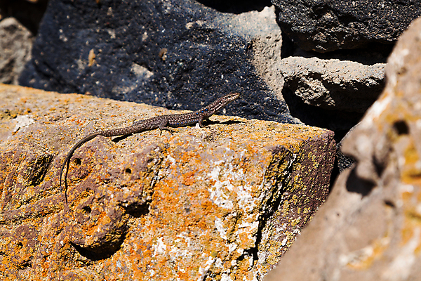 포토 JPG 해외이미지 외관 문화 벽 백그라운드 건축양식 파충류 사람없음 야외 건물 교회 궁전 조약돌 바위 성 중세 역사 보호 맨션 보안 도마뱀 구식 옛날 스타일 해외202004 해외포토 동물 건축물 건축 컨셉 고건축 종교건축 주택 안전 돌_바위 파일형식 이미지허브