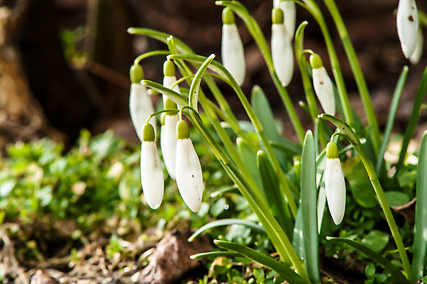 포토 JPG 해외이미지 식물 계절 꽃잎 꽃 잎 꽃무늬 밭 자연 따뜻함 텐트 사람없음 야외 목재 초록색 파란색 빛 햇빛 태양 새싹 정원 계곡 맑음 봄 벚꽃 종 흰색 신선 개울 숲 보석 내추럴 삼림지대 아네모네 취급주의 프리뮬러 헌병 해외202004 해외포토 자연요소 나무 컬러 무늬 농업 재료 날씨 캠핑도구 경고 강 군인 광석 생태계 파일형식 이미지허브