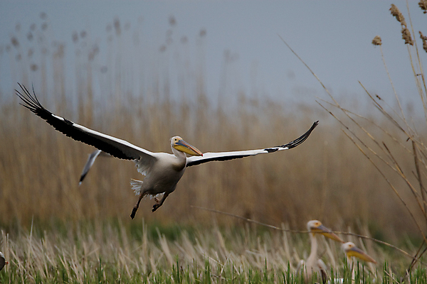 포토 JPG 해외이미지 야생동물 오렌지 자연 조류 하늘 사람없음 야외 파란색 노란색 검은색 회색 젖음 흰색 습지 펠리컨 깃털 부리 물새 루마니아 단아함 해외202004 해외포토 동물 유럽 컬러 과일 생태계 파일형식 이미지허브