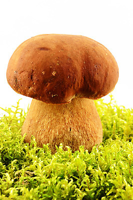 포토 JPG 해외이미지 음식 백그라운드 자연 건강 이끼 사람없음 초록색 갈색 버섯 흰색 닫기 유기농 날것 고립 식용 채식주의자 해외202004 해외포토 웰빙 컬러 모션 생태계 채식 파일형식 이미지허브