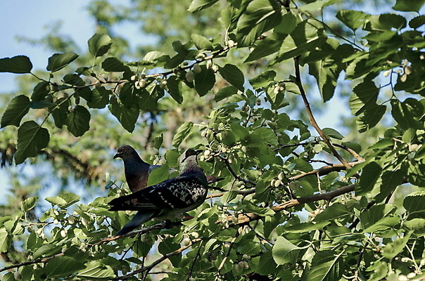 포토 JPG 해외이미지 나무 동물 계절 열매 야생동물 음식 잎 다이어트 과일 자연 조류 건강 사람없음 초록색 여름 흰색 나뭇가지 신선 그룹 달콤 작음 먹이 먹기 깃털 비둘기 날것 부리 칼로리 발톱 숙성 해외202004 해외포토 식물 컬러 모션 발 맛 크기 생태계 파일형식 이미지허브