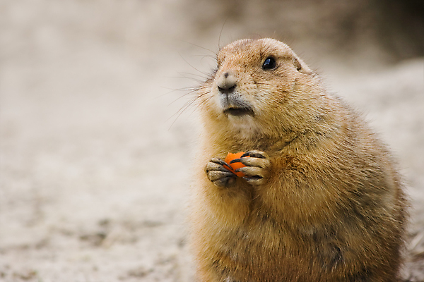 포토 JPG 해외이미지 한마리 열매 야생동물 포유류 들기 사람없음 먹기 프레리도그 해외202004 해외포토 식물 동물 1 모션 파일형식 이미지허브