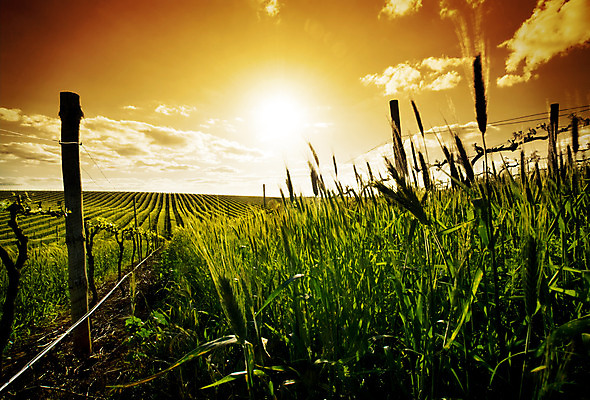 포토 JPG 해외이미지 구름 상징 여행 과일 자연 하늘 포도 풍경 사람없음 야외 초록색 빛 태양 농장 일출 와인 일몰 시골 신선 호주 포도밭 내추럴 양조장 수평선 해외202004 해외포토 자연요소 컬러 밭 농업 주류 노을 오세아니아 생태계 파일형식 이미지허브