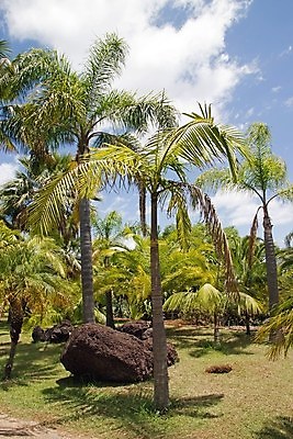 포토 JPG 해외이미지 섬 휴가 사람없음 야자수 태양 와인 꿈 뜨거움 이국적 해외202004 해외포토 자연요소 나무 주류 파일형식 이미지허브