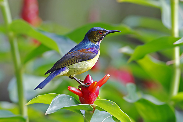 포토 JPG 해외이미지 나무 동물 여자 남자 아시아 얼굴 야생동물 백그라운드 날개 자연 조류 사람없음 야외 목재 가로 초록색 컬러풀 갈색 머리 환경 나뭇가지 막대기 닫기 숲 깃털 꼬리 부리 서식지 생태학 이국적 해외202004 해외포토 식물 교육 나라 컬러 재료 모션 사람 신체부위 생태계 파일형식 이미지허브