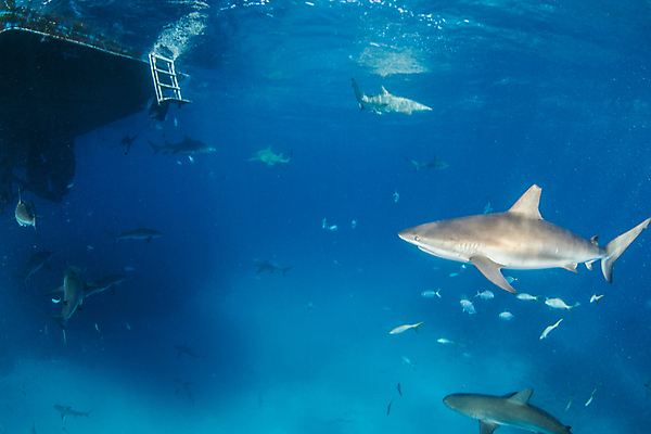 포토 JPG 해외이미지 동물 야생동물 스포츠 바다 여행 백그라운드 자연 어류 사람없음 야외 물 여름 파란색 바닷속 수중 산호 위험 다이빙 육식동물 암초 깊이 바하마 해외202004 해외포토 자연요소 계절 컬러 컨셉 수영 수중동물 자포동물 생태계 수중스포츠 파일형식 이미지허브