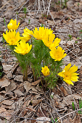 포토 JPG 해외이미지 식물 계절 꽃 잎 자연 사람없음 노란색 봄 러시아 해외202004 해외포토 유럽 컬러 생태계 파일형식 이미지허브