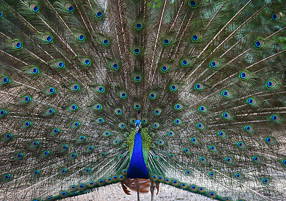 포토 JPG 해외이미지 동물 남자 아시아 야생동물 백그라운드 패턴 자연 조류 기술 사람없음 초록색 파란색 컬러풀 머리 활발 의식 우아함 공작 전시회 깃털 질감 꼬리 부리 목 보여주기 꿩 수탉 멀티 웅장함 터키석 해외202004 해외포토 나라 컬러 컨셉 무늬 모션 사람 신체부위 전시 닭 보석 수컷 생태계 파일형식 이미지허브