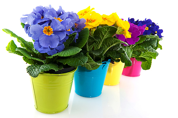 포토 JPG 해외이미지 식물 꽃 백그라운드 자연 부활절 실내 취미 사람없음 야외 장식 초록색 여름 파란색 빛 컬러풀 금속 어둠 봄 흰색 4 원예 슛 대각선 고립 줄서기 해외202004 해외포토 계절 기념일 선 컬러 모션 재질 내부 숫자 생태계 파일형식 이미지허브