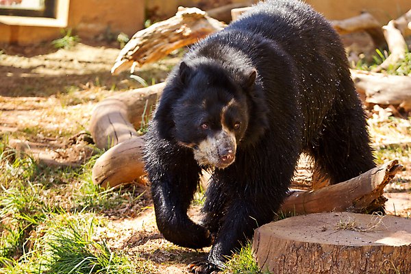포토 JPG 해외이미지 동물 공원 야생동물 곰 포유류 자연 사람없음 야외 검은색 위험 큼 전나무 남아프리카 해외202004 해외포토 나무 공공시설 컬러 컨셉 아프리카 크기 생태계 파일형식 이미지허브