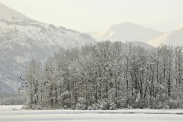 포토 JPG 해외이미지 구름 계절 공원 야생동물 백그라운드 캐나다 겨울 자연 하늘 아침 날씨 산 파노라마 종류 풍경 사람없음 야외 햇빛 환경 냉동 미국 침묵 일몰 추위 덮개 흰색 숲 서리 독수리 대머리 북쪽 멸종 알래스카 산악지대 웅장함 절정 눈내림 해외202004 해외포토 주간 자연요소 동물 헤어스타일 공공시설 컬러 북아메리카 조류 눈_날씨 촬영기법 태양 노을 소리 뚜껑 방향 생태계 파일형식 이미지허브