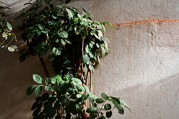 포토 JPG 해외이미지 나무 식물 공원 벽 백그라운드 잎 패턴 건축양식 아프리카 자연 주택 그림자 사람없음 야외 건물 초록색 여름 빛 울타리 햇빛 태양 환경 정원 봄 수확 흰색 방목 관목 질감 복고 내추럴 해외202004 해외포토 자연요소 건축물 계절 공공시설 건축 나라 컬러 무늬 농업 담장 축산업 생태계 파일형식 이미지허브