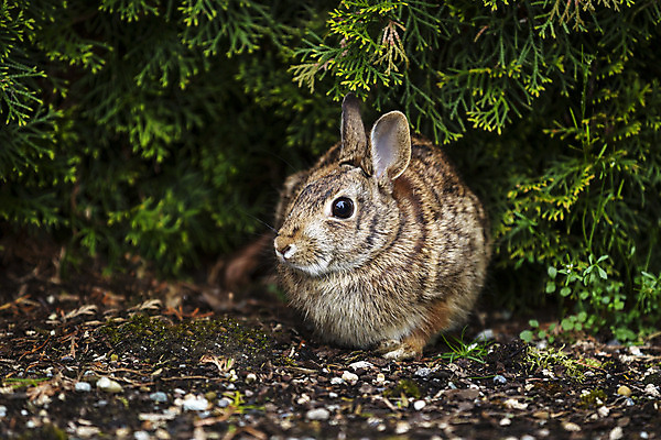 포토 JPG 해외이미지 주간 한마리 응시 잎 사람없음 야외 흙 토끼 해외포토 자연요소 식물 1 시선 포유류 반려동물 파일형식 이미지허브