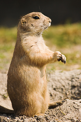 포토 JPG 해외이미지 한마리 응시 야생동물 포유류 서기 사람없음 프레리도그 해외202004 해외포토 동물 1 시선 모션 파일형식 이미지허브