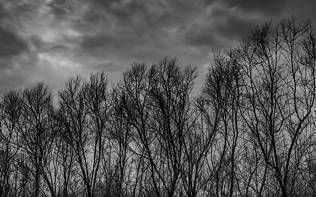 포토 JPG 해외이미지 나무 실루엣 백그라운드 컨셉 겨울 자연 벽지 하늘 추상 흑백 미술 풍경 사람없음 목재 환경 검은색 어둠 할로윈 회색 추위 슬픔 성장 가을 흰색 나뭇가지 시골 죽음 좌절 고독 숲 신비 질감 서리 고립 해외202004 해외포토 식물 계절 감정 컬러 무늬 재료 문화예술 촬영기법 생태계 파일형식 이미지허브