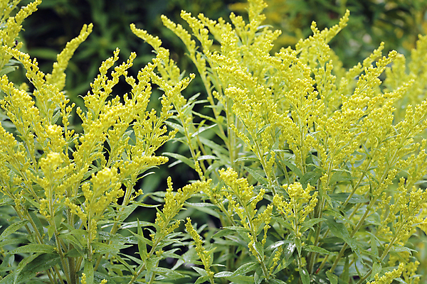 포토 JPG 해외이미지 식물 꽃 캐나다 사람없음 노란색 개화 약초 해외202004 해외포토 컬러 북아메리카 풀_식물 파일형식 이미지허브