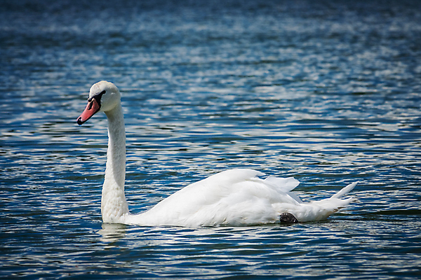 포토 JPG 해외이미지 주간 한마리 호수 사람없음 야외 백조 해외202004 해외포토 자연요소 1 조류 파일형식 이미지허브