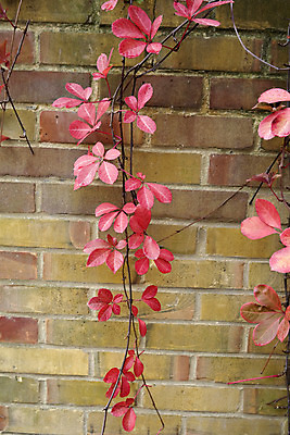 포토 JPG 해외이미지 식물 잎 벽돌 이끼 사람없음 빨간색 떨어짐 질감 아이비 해외202004 해외포토 컬러 컨셉 파일형식 이미지허브