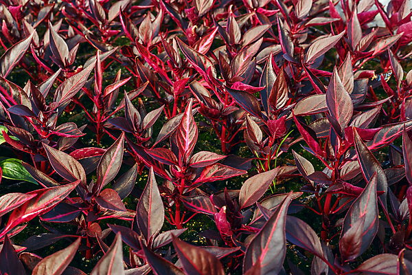 포토 JPG 해외이미지 식물 꽃 잎 패턴 농업 채소 자연 사람없음 초록색 여름 농장 환경 정원 흙 봄 성장 보호 냄비 유기농 원예 먼지 땅바닥 모종 온실 세련 해외202004 해외포토 웰빙 계절 산업 컬러 컨셉 무늬 바닥 취미 솥 생태계 파일형식 이미지허브