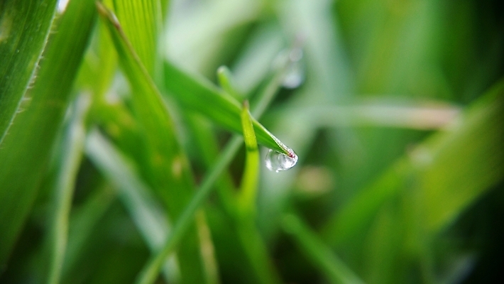 포토 JPG 해외이미지 식물 잎 자연 아침 날씨 사람없음 야외 초록색 물 여름 환경 화목 봄 젖음 성장 물방울 신선 액체 떨어짐 이슬 작음 빗방울 순수 해외202004 해외포토 주간 자연요소 계절 컬러 컨셉 비_날씨 크기 생태계 파일형식 이미지허브