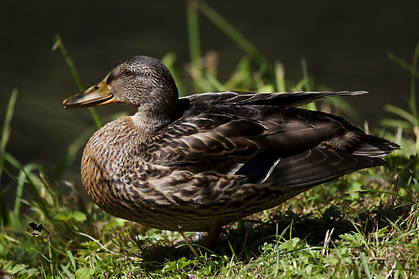포토 JPG 해외이미지 동물 유럽 야생동물 자연 오리 사람없음 초록색 강 맑음 스페인 부리 내추럴 동물상 해외202004 해외포토 나라 컬러 조류 날씨 조형물 생태계 파일형식 이미지허브