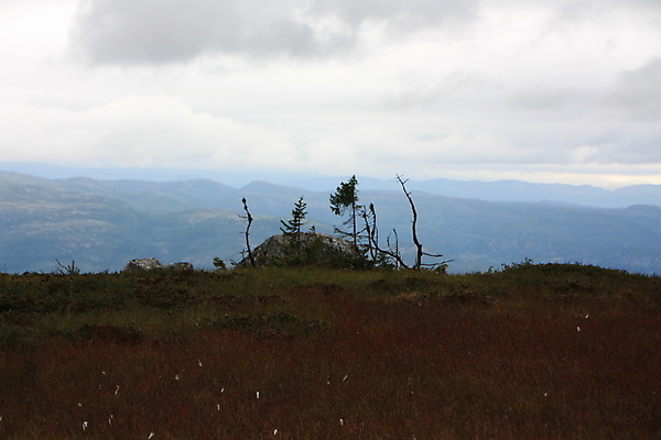 포토 JPG 해외이미지 나무 구름 길 자연 하늘 날씨 산 이끼 풍경 사람없음 초록색 물 평화 어둠 화목 침묵 젖음 가을 소나무 황무지 변화 숲 멀리 자작나무 노출 산악지대 변소 해외202004 해외포토 자연요소 식물 계절 컬러 컨셉 소리 생태계 파일형식 이미지허브