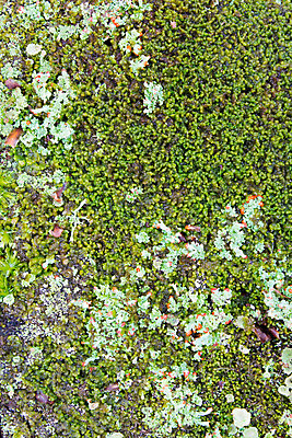 포토 JPG 해외이미지 나무 이끼 사람없음 촉촉함 숲 해외202004 해외포토 식물 젖음 파일형식 이미지허브