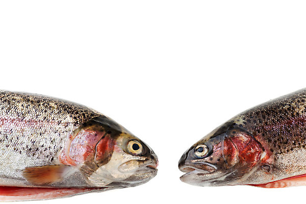 포토 JPG 해외이미지 음식 바다 백그라운드 무지개 2 낚시 어류 사람없음 머리 흰색 죽음 신선 잡기 얼룩 오픈 해산물 준비 날것 고립 단백질 송어 해외202004 해외포토 자연요소 컬러 모션 레저 신체부위 수중동물 영양소 파일형식 이미지허브