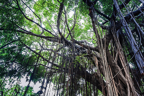 포토 JPG 해외이미지 나무 식물 계절 공원 아시아 종교 잎 자연 동양인 사람없음 야외 목재 초록색 빛 환경 나뭇가지 숲 큼 뿌리 포도나무 내추럴 옛날 해외202004 해외포토 공공시설 나라 컬러 재료 인종 크기 과일나무 생태계 파일형식 이미지허브
