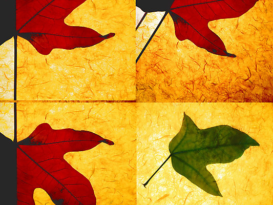 포토 JPG 해외이미지 식물 디자인 종이 백그라운드 단풍 잎 패턴 추상 프레임 건조 사람없음 빨간색 컬러풀 노란색 중국 수확 가을 황금 인도인 질감 페이지 야광 정맥 내추럴 광 옛날 플라타너스 해외202004 해외포토 외국인 나무 계절 아시아 컬러 무늬 농업 동양인 빛 혈관 파일형식 이미지허브