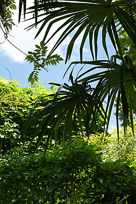 포토 JPG 해외이미지 식물 아시아 자연 하늘 추상 휴가 손바닥 동양인 풍경 사람없음 초록색 여름 야자수 태양 맑음 침묵 숲 묘사 내추럴 해외202004 해외포토 자연요소 나무 손 계절 나라 컬러 무늬 날씨 인종 소리 생태계 파일형식 이미지허브