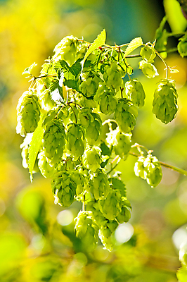 포토 JPG 해외이미지 주간 사람없음 야외 아웃포커스 보케 해외202004 홉 해외포토 자연요소 식물 촬영기법 파일형식 이미지허브