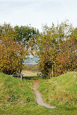 포토 JPG 해외이미지 나무 계절 길 사람없음 햇빛 산책 하이킹 가을 시골 오솔길 서식스 사우스다운스 해외202004 해외포토 식물 레저 휴식 태양 파일형식 이미지허브