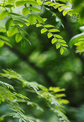포토 JPG 해외이미지 식물 단풍 잎 농업 자연 사람없음 초록색 여름 컬러풀 환경 정원 봄 성장 신선 허브 원예 질감 화단 광합성 해외202004 해외포토 계절 산업 컬러 취미 생태계 파일형식 이미지허브